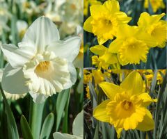 Daffodil Trumpet Collection (60 bulbs)